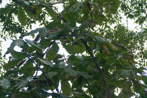 Image of Magnolia obovata by (c) WATANABE Hitoshi 渡辺仁, some rights reserved (CC BY)