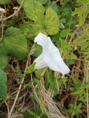 Calystegia sepium sepium