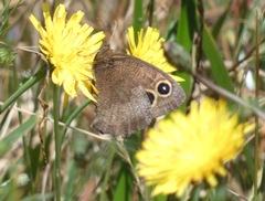 Cercyonis pegala boopis