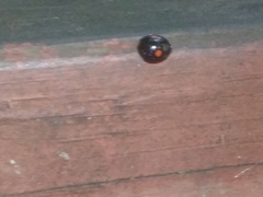 Chilocorus stigma