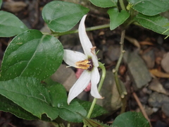 Lycianthes lysimachioides