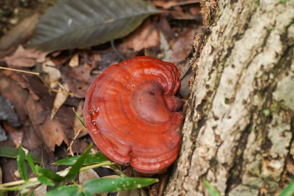 Ganoderma