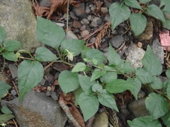 Lycianthes lysimachioides