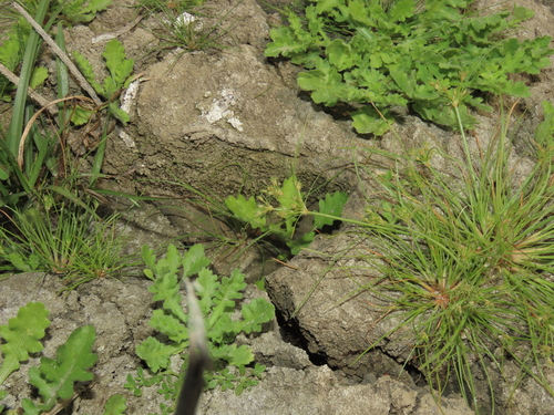 Curved-awn fimbristylis (Fimbristylis squarrosa)