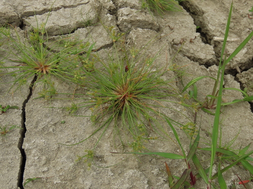 Image of Fimbristylis squarrosa by (c) chiuluan, some rights reserved (CC BY)