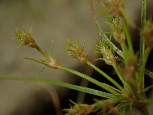 Image of Fimbristylis squarrosa by (c) chiuluan, some rights reserved (CC BY)