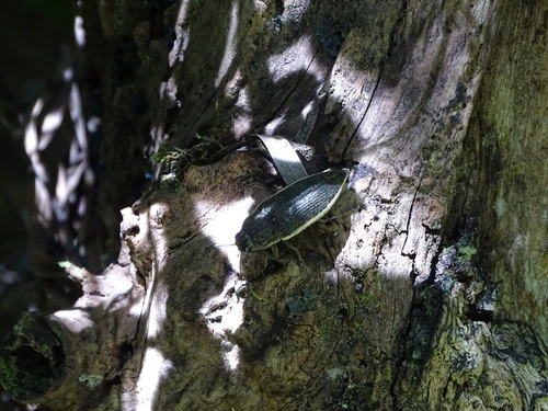 Photo of Whiterim Jewel Beetle (Lampetis albomarginata)