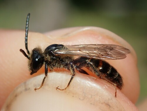 Trimmer's Mining Bee