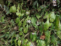 Conandron ramondioides