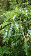 Quercus longinux