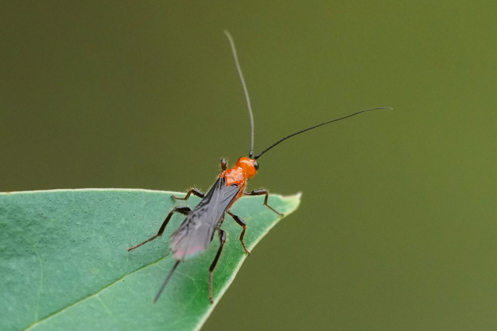 Zombrus bicolor