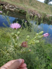 Cirsium creticum