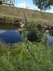 Cirsium creticum