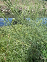 Cirsium creticum