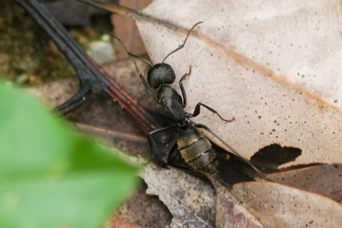 Photo of Japanese Carpenter Ant (Camponotus japonicus)