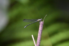 Bayadera brevicauda