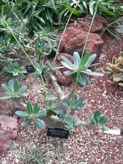 Pachypodium densiflorum