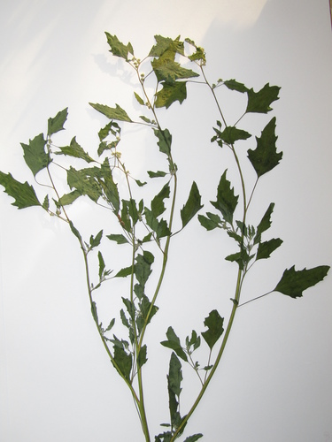 Green goosefoot (Chenopodium suecicum)