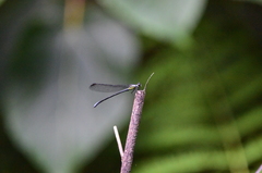 Bayadera brevicauda