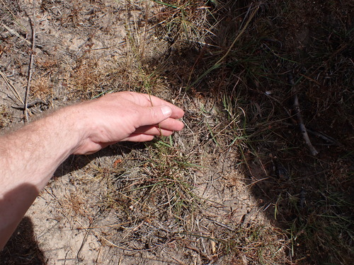Image of Eragrostis capensis by (c) Eugene Hahndiek, some rights reserved (CC BY-SA)