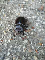 Oryctes nasicornis grypus