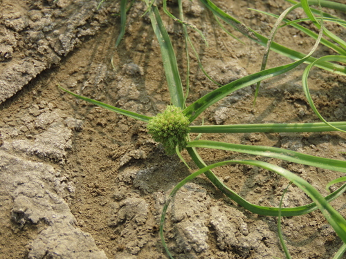 Pygmy sedge (Cyperus michelianus)