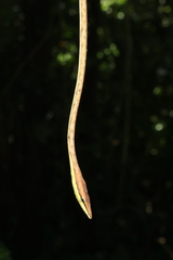 Oxybelis potosiensis