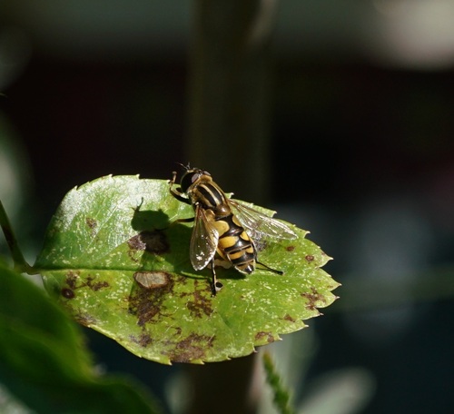 Woolly-tailed Marsh Fly, Amsterdam-Noord, Amsterdam, Netherlands, photo 8 of 10