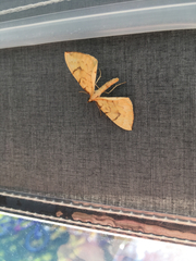 Gandaritis pyraliata