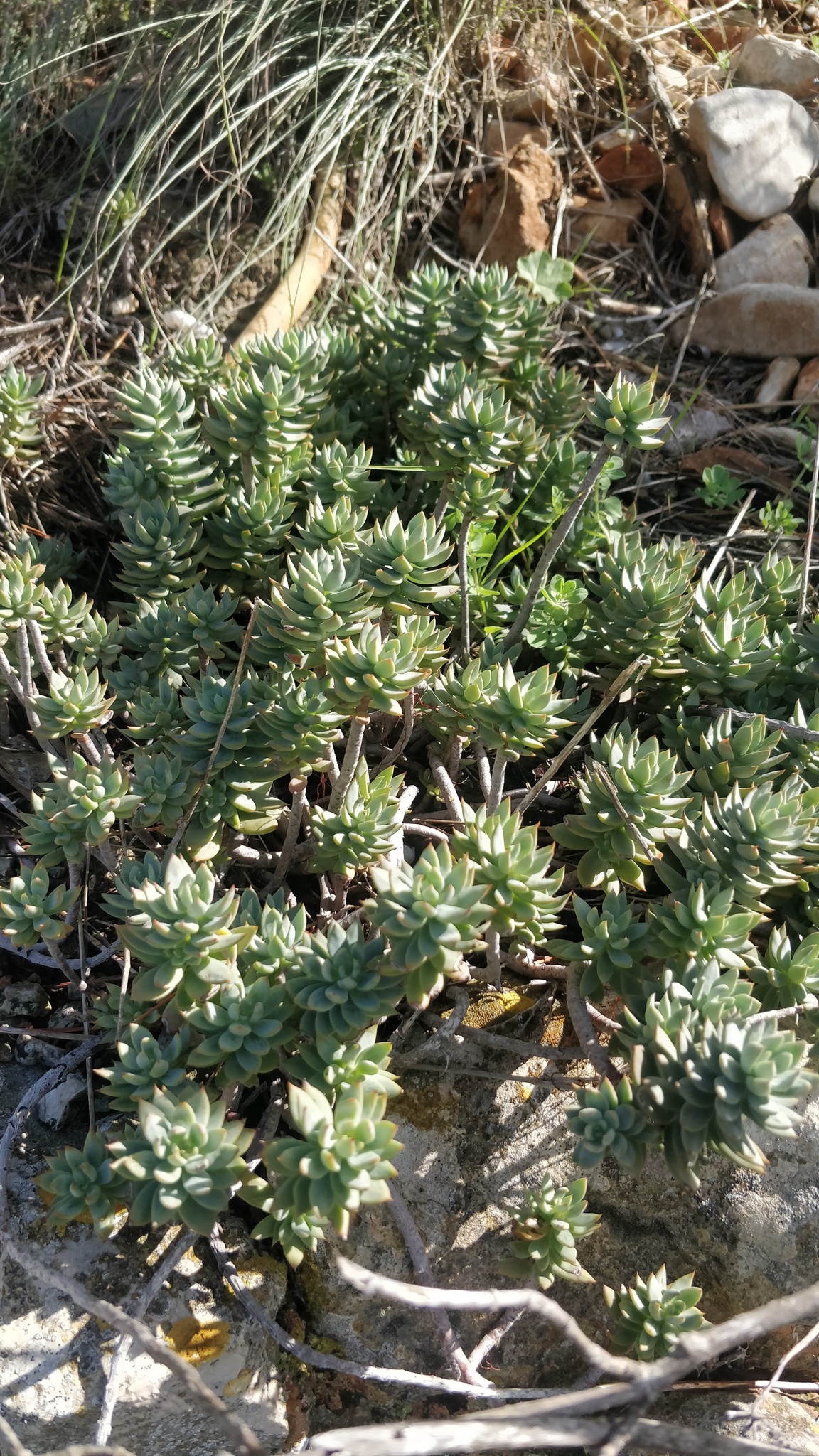 Petrosedum dianium