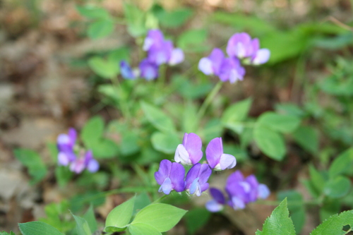 Image of Lathyrus laxiflorus by (c) Edmundas Greimas, some rights reserved (CC BY)