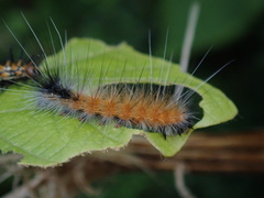 Spilarctia postrubida