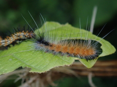 Spilarctia postrubida