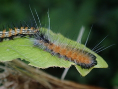 Spilarctia postrubida