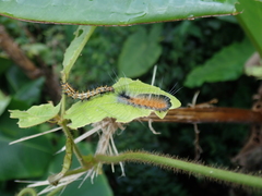 Spilarctia postrubida