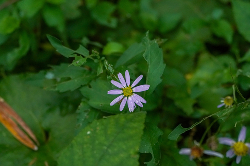 Image of Aster yomena by (c) WATANABE Hitoshi 渡辺仁, some rights reserved (CC BY)