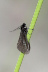 Heterogynis valdeblorensis