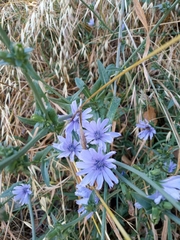 Cichorium intybus