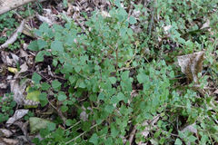 Parietaria debilis