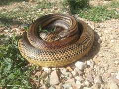 Elaphe quatuorlineata