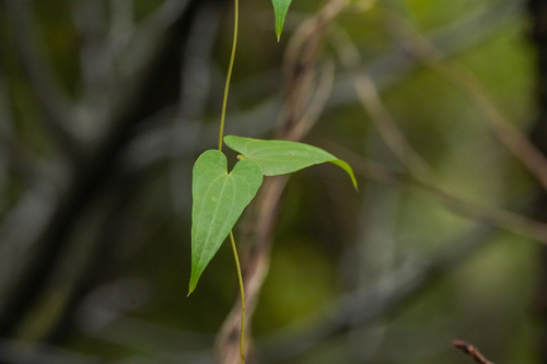Image of Dioscorea japonica by (c) WATANABE Hitoshi 渡辺仁, some rights reserved (CC BY)
