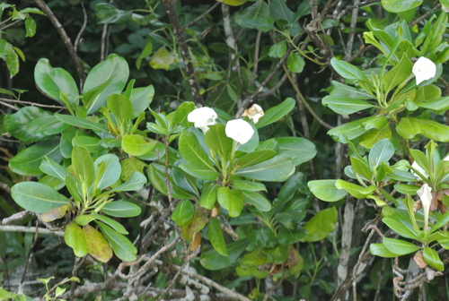Bikkia palauensis observed 2023-02-06
