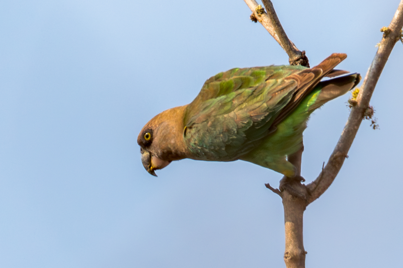 Brown-headed Parrot illustration