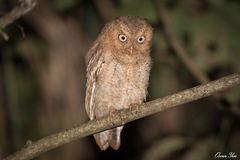 Otus spilocephalus hambroecki