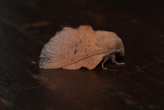 Phyllodesma tremulifolia