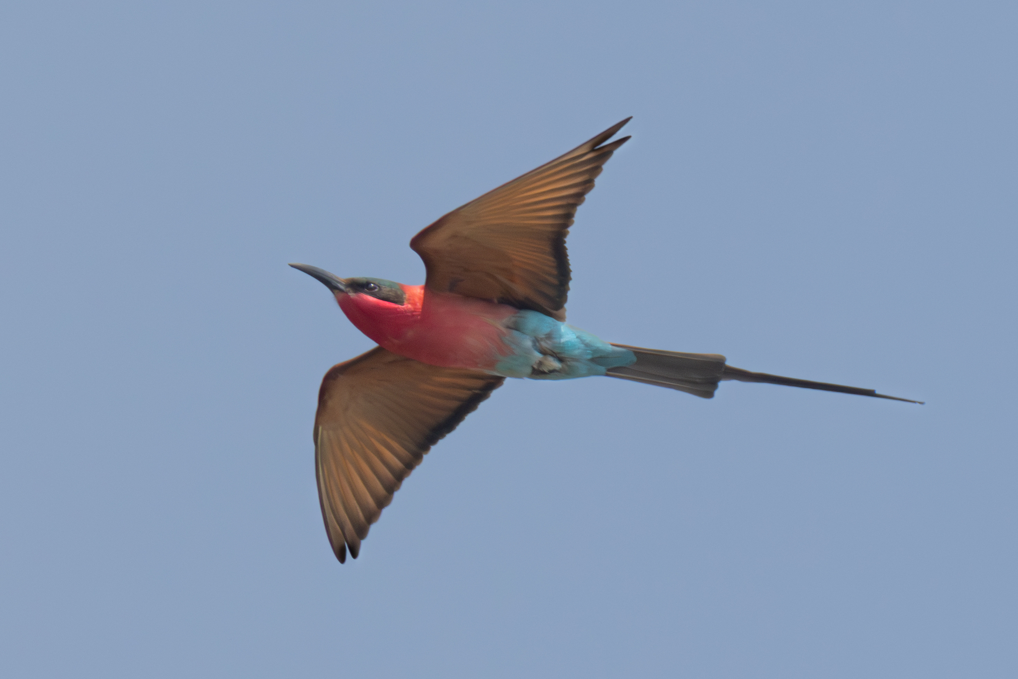 Southern Carmine Bee-eater (Merops nubicoides)