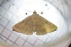 Zanclognatha lunalis
