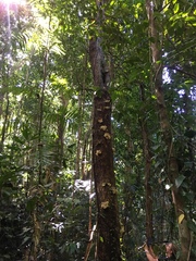 Dysoxylum parasiticum