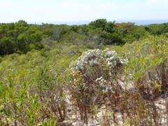Achyranthemum argenteum