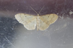Idaea politaria